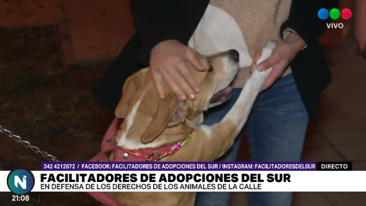 Adopciones del sur: Rescatan animales y piden ayuda para continuar con su trabajo