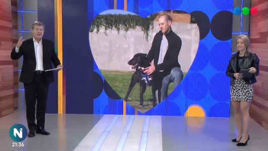 Perros comunitarios Santa Fe: Nico, Kiki, Uli y cachorros están en busca de un hogar