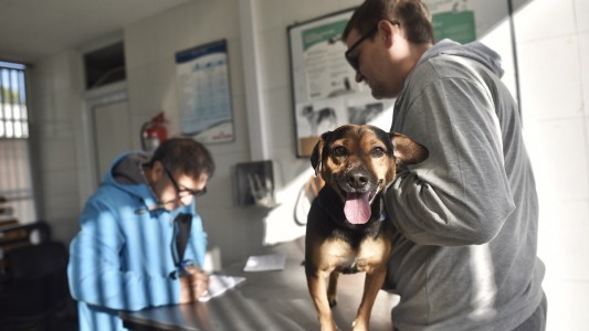 La Municipalidad realizó más de 74.500 intervenciones a animales de compañía