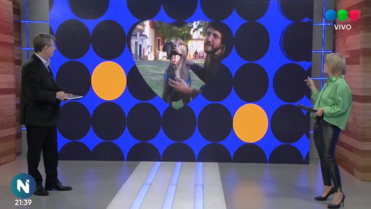 Perros comunitarios Santa Fe: Ivar, León, Lola y cachorros están en busca de un hogar