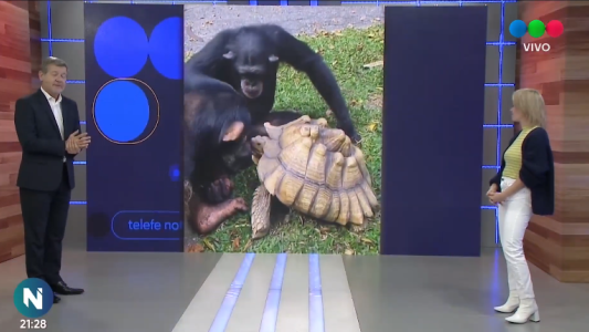 Un video de dos animales compartiendo una comida se volvió viral