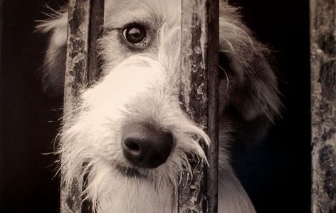 Maltrato animal: cómo actuar frente a estas situación y a dónde denunciar