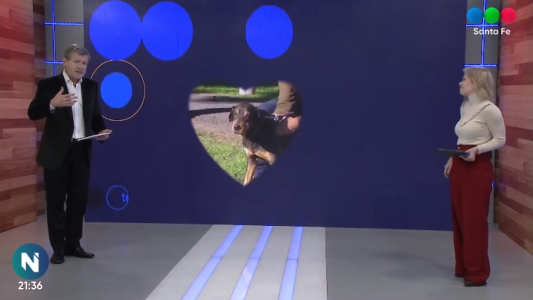 Perros comunitarios Santa Fe: Uli, Gala, Richard, Mamina y cachorros están en busca de un hogar