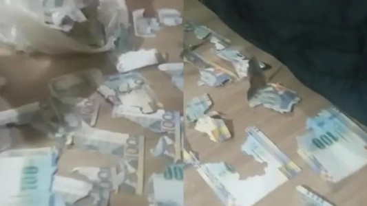 Video viral: una rata se comió los ahorros de una mujer