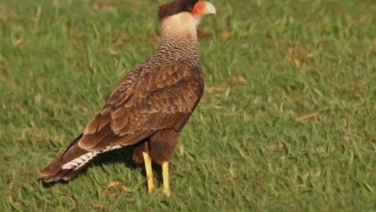 Posible caso de envenenamiento de fauna silvestre en la provincia