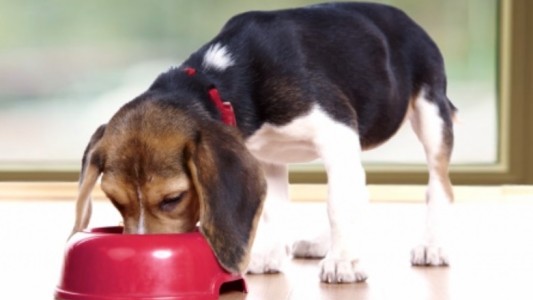 Fabricantes de alimentos para mascotas advierten desabastecimiento: "Somos dependientes 100% de las importaciones"