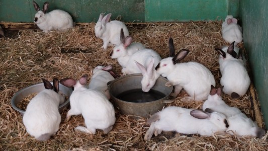 Rescataron a más de 50 conejos en un criadero clandestino