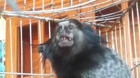 Buscan a "Dientes", un mono tití que volvió a ser robado del exzoológico de La Plata