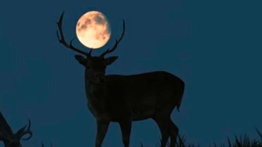 Superluna de ciervo 2022: Por qué se llama así y a qué hora verla