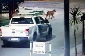 Video: alerta en Villa Gesell por pumas sueltos por las calles