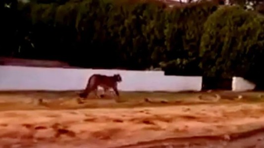 Tras una noche de vigilancia, no hay señales de los pumas en Villa Gesell y creen que podrían haber regresado a su hábitat