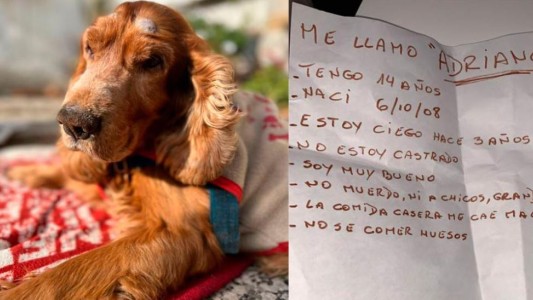 Abandonaron a un perro ciego: buscan a una familia que lo adopte