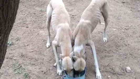 Córdoba: rescataron a seis galgos desnutridos que los usaban para alimentar a un perro pitbull
