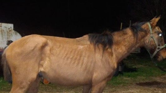 Rescatan un caballo que fue brutalmente golpeado por su dueño