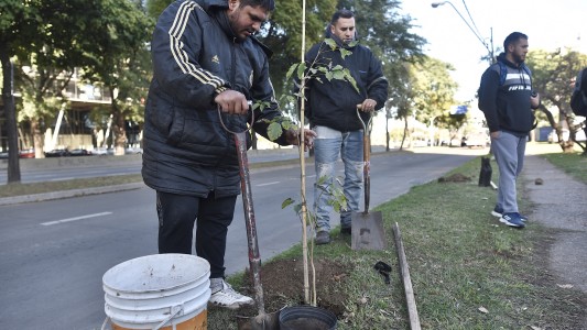 Continúan las tareas del plan de arbolado municipal