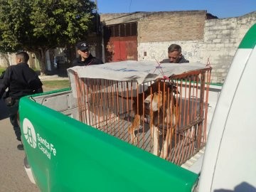 La Municipalidad de Santa Fe lleva rescatados más de 500 animales