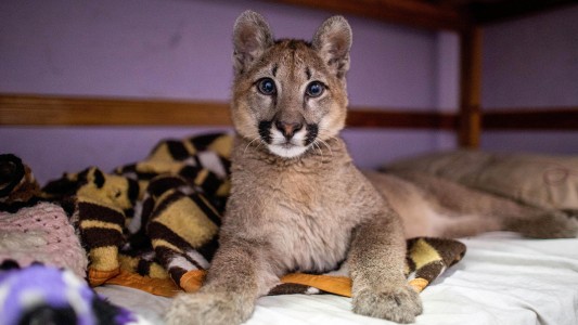 Por primera vez un fallo declaró a una puma "animal no humano sujeto de derechos"