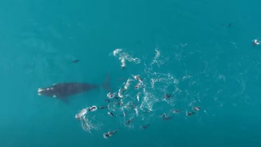 Show de la naturaleza: aparacieron ballenas a metros de la costa en Necochea
