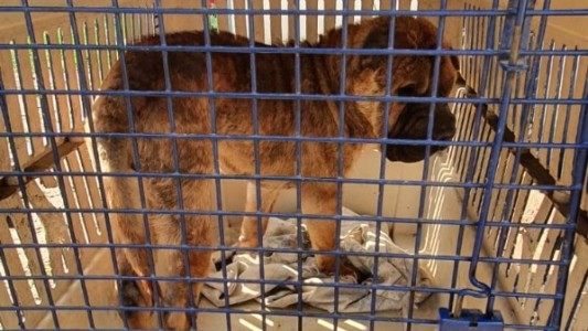 Secuestraron un perro raza Sharpei que se encontraba en malas condiciones de cuidado