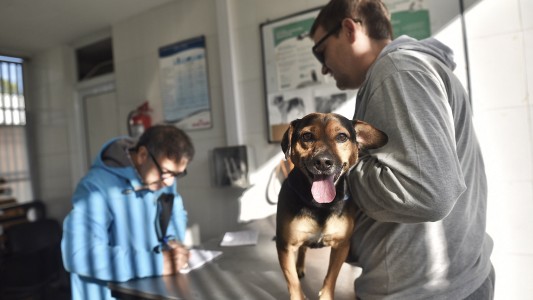 Este martes habrá operativo de castración de animales de compañía