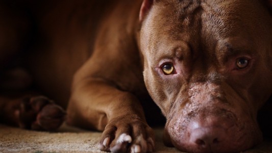 Un pitbull atacó a una nena de 8 años