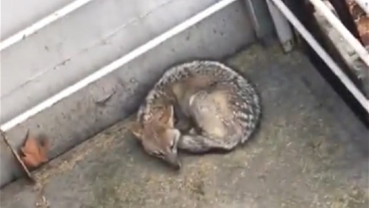 Apareció un zorro a metros de la Casa Rosada