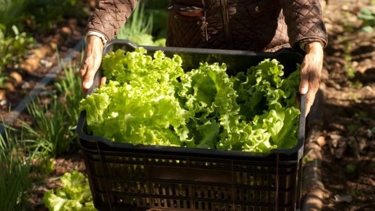 Aumentó la demanda de productos en la zona de quintas