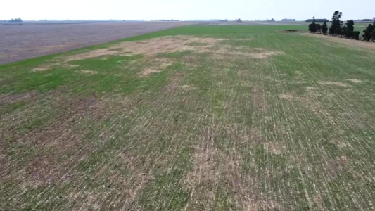 Sequía histórica: La emergencia agropecuaria todavía deberá esperar