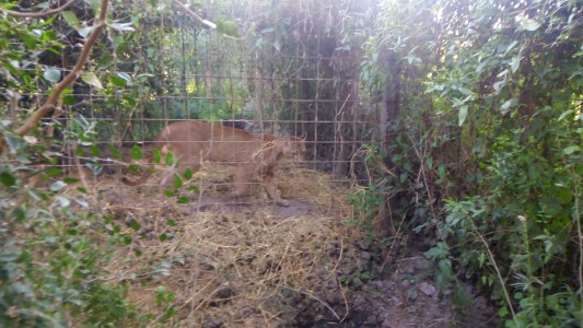 Delito ambiental con animales en Desvío Arijón