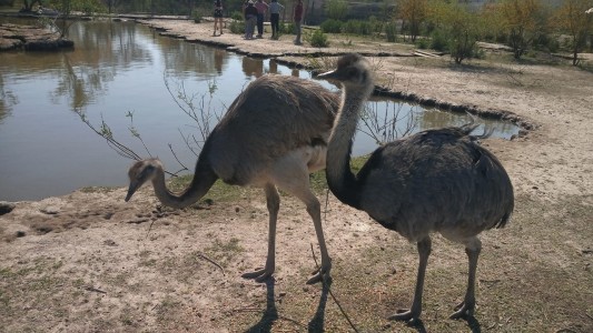 Los animales de Desvío Arijón fueron trasladados a la Granja La Esmeralda