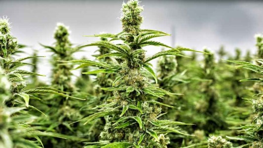 Cannabis medicinal: el gobierno de Chubut le cedió tierras a la asociación "Mamá cultiva" para su producción