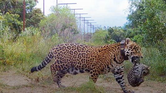 El actor Leonardo Di Caprio celebró el aumento de la población de yaguaretés en nuestro país
