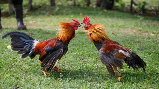 Esperanza: secuestraron gallos utilizados para riñas