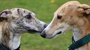 Carreras ilegales de galgos: un año de prisión en suspenso para el responsable