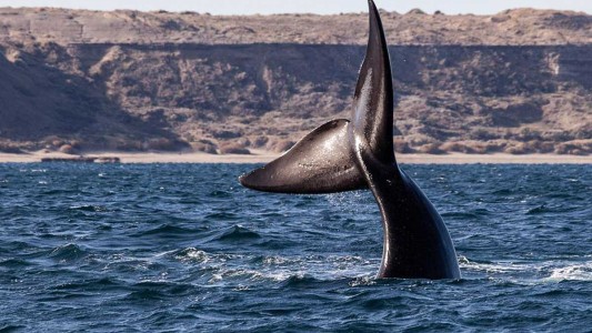 Ballenas muertas en Península Valdés: qué ocurre y cuáles son las posibles causas