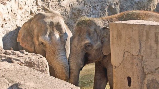 Murió la elefanta que había sido trasladada desde Mendoza a un santuario en Brasil