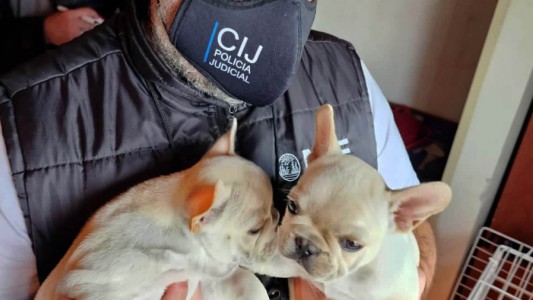 Clausuraron un criadero de perros ilegal: estaban en pésimo estado de salud
