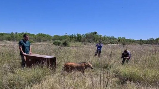 Un aguará guazú y un puma, secuestrados en Desvío Arijón, volvieron a su hábitat