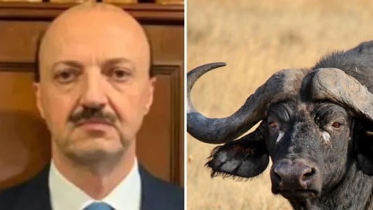 Entre Ríos: un cazador murió tras ser atacado por el búfalo al que le había disparado