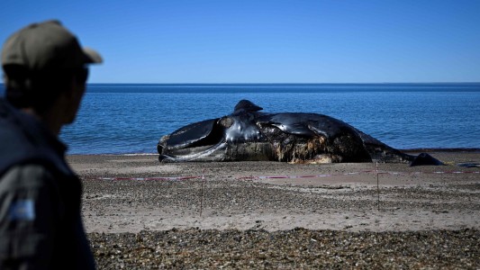 Ya son 30 las ballenas muertas en Chubut