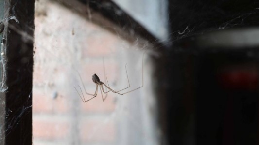 Murió una nena de un año y medio tras ser picada por una "araña de rincón"