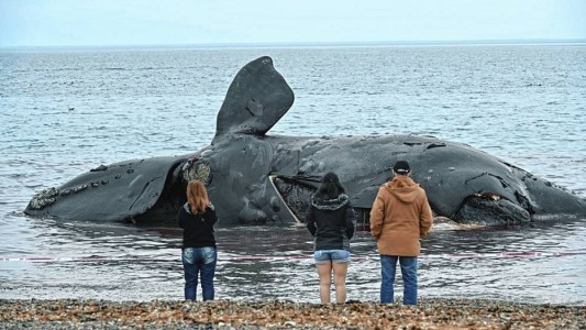 Confirmaron la causa de muerte de al menos 30 ballenas en Península Valdés