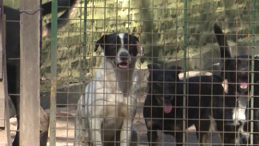 El Refugio de la Sociedad Protectora de animales necesita ayuda