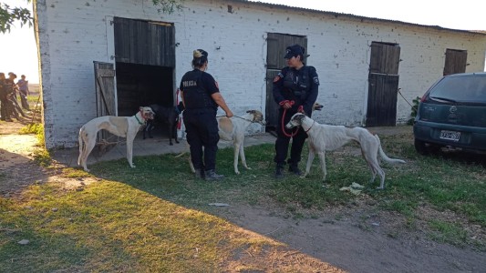Rechazan el fallo con el que se restituyeron los perros a los galgueros de Santo Tomé