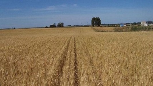 "Si no llueve, no se va a poder sembrar la cosecha más importante que tiene el país"