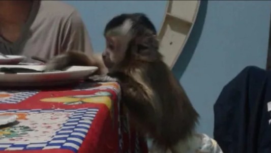 Conflicto en La Pampa con "familia multiespecie": criaron un mono durante 9 años y se los sacó la Policía