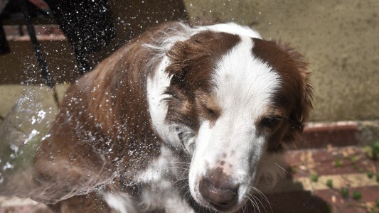 Cómo evitar los golpes de calor en animales de compañía