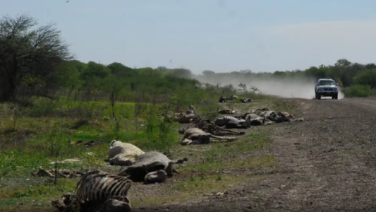 Efectos de la sequía: Estiman más de 3.000 animales muertos por falta de agua