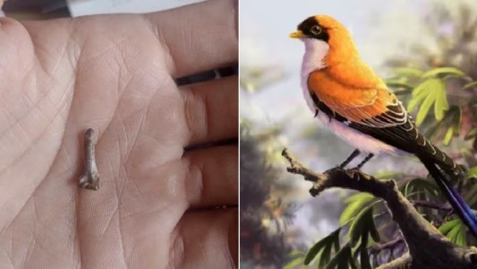 Santa Cruz: hallaron restos de un ave desconocida que vivió hace 70 millones de años