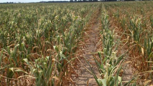 Se perderán más de u$s 10 mil millones por efecto de la sequía